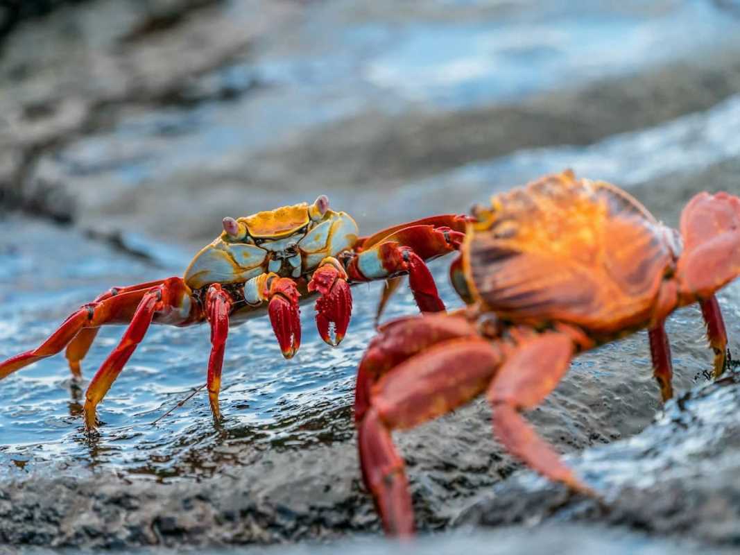 Uncovering the Hidden Treasures of South America